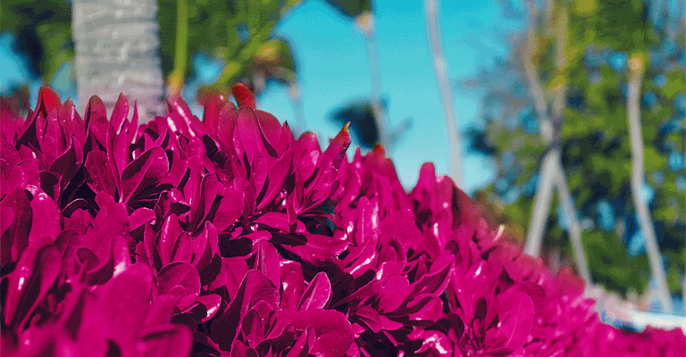 Vibrant blooming flowers under a clear blue sky Bouguainvilliers