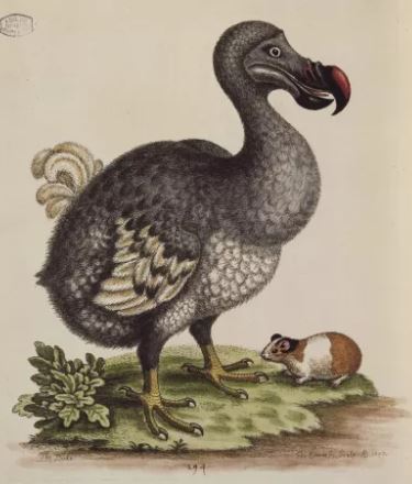 A dense tropical forest in Mauritius, depicting the environment where the dodo lived.