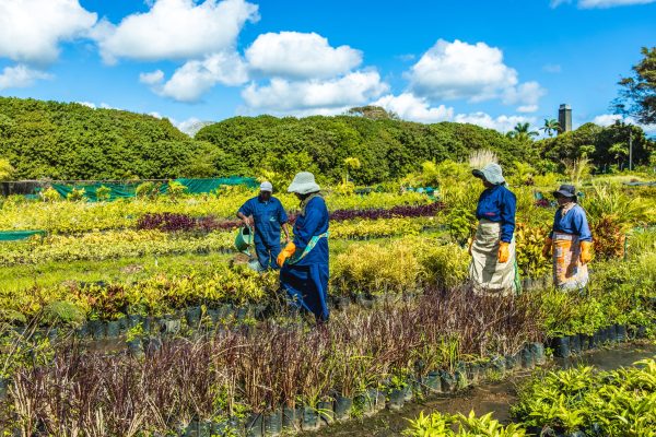 Lush tropical gardens at Château de Labourdonnais, featuring fruit orchards and exotic plants