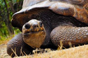 Giant tortoise roaming freely in Île aux Aigrettes.