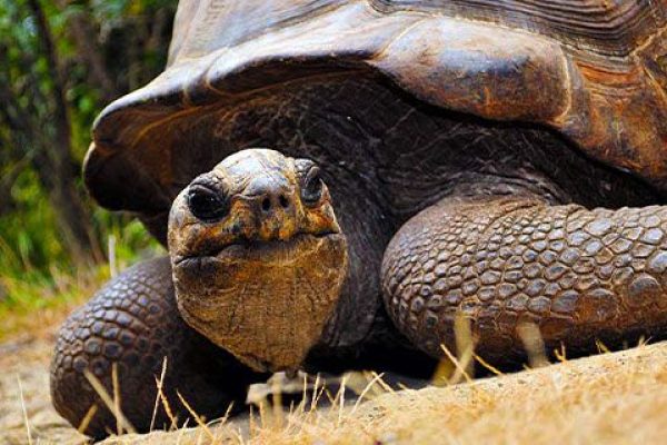 Giant tortoise roaming freely in Île aux Aigrettes.