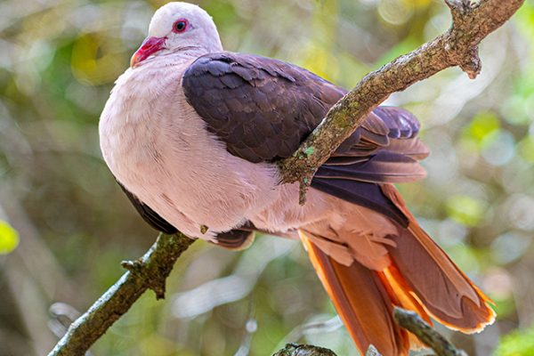A conservationist observing Mauritius\u2019 endangered species inspired by the dodo legacy.