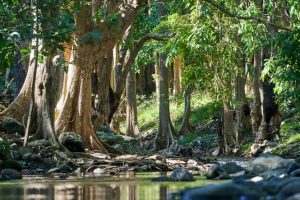Hiking Trails in Black River Gorges National Park