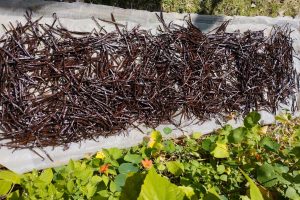 Vanilla Plantation Tour in Mauritius Plantation Vanille St Julien D’Hotman