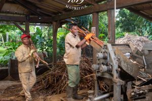 The lush tropical gardens at Saint Aubin Estate, featuring a distillery and rum tasting room