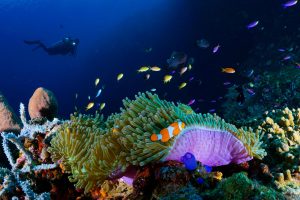 Diver swimming near coral reefs with tropical fish in Mauritius.