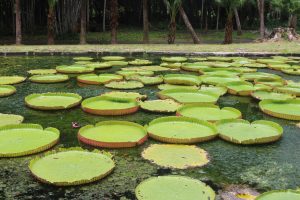 Giant water lilies at Pamplemousses Botanical Garden in Mauritius.