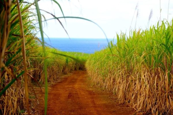 Lush sugarcane fields surrounding L'Aventure du Sucre