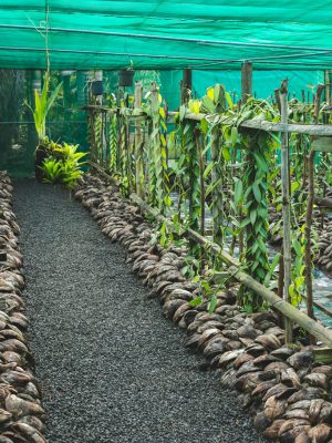 A small vanilla farm in Mauritius, surrounded by lush greenery. LA VANILLERAIE MONT BLANC