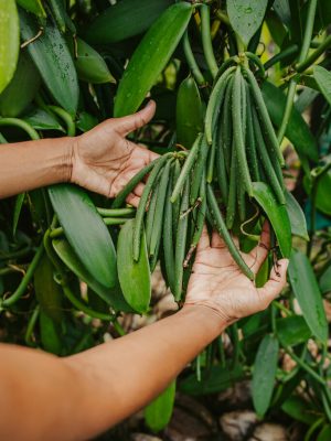 LA VANILLERAIE MONT BLANC