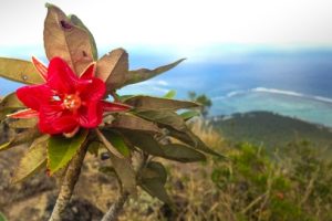 Trochetia boutoniana flower on Le Morne Brabant