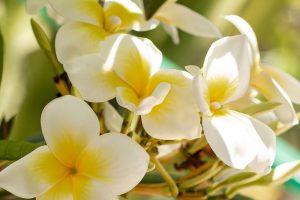 A display of vanilla pods and flowers on a rustic table.