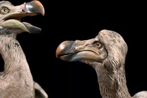 A detailed artistic rendering of a dodo bird standing